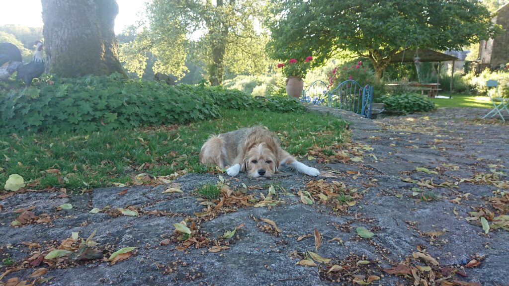 Épinglé par Chateau du Martinet sur Famille chien